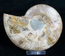 Agatized Ammonite Half - Crystal Pockets #5128-1